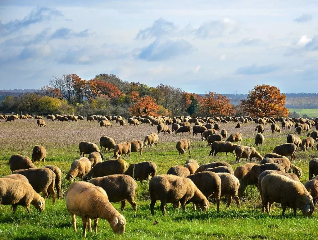 I tratturi: ponti tra passato e futuro 1 sheep 4916590 1280
