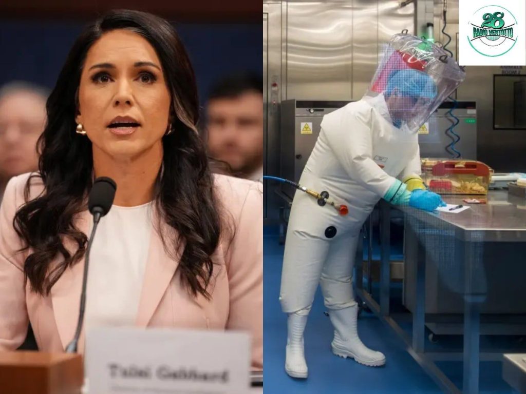 Fauci: i servizi segreti e le verità nascoste 1 Fauci Gabbard