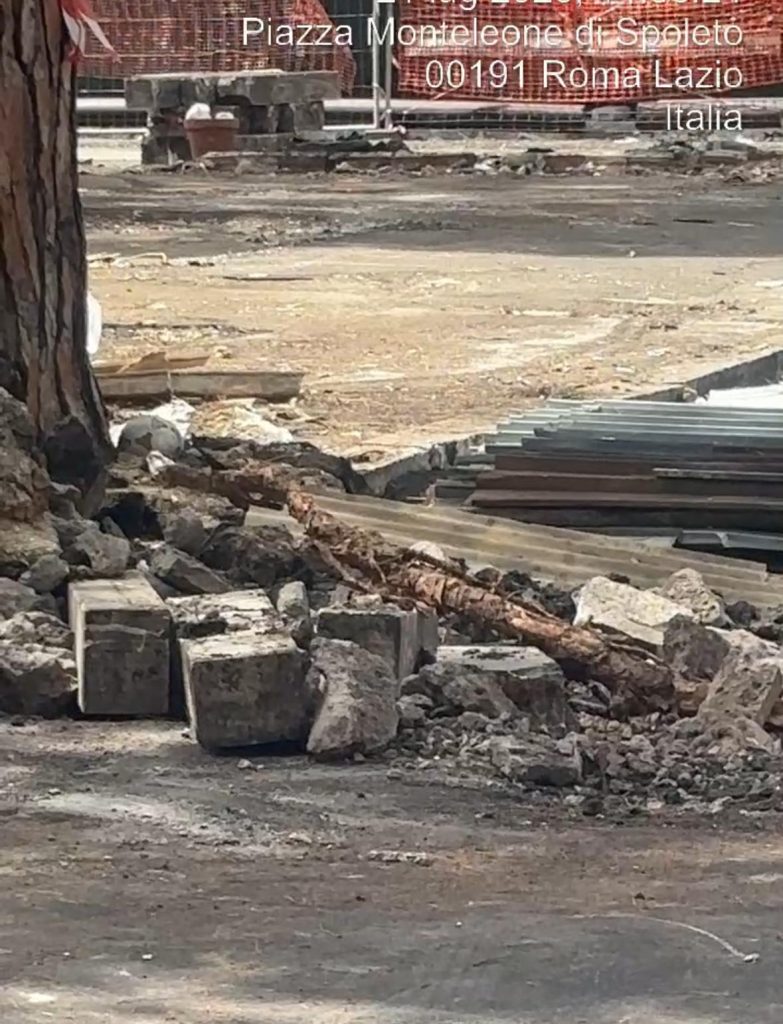 La strage degli alberi: Roma capofila della distruzione del green 4 alberi