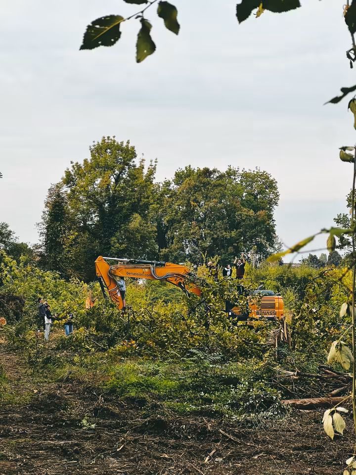 La politica suicida del taglio degli alberi: il caso Conad 1 alberi