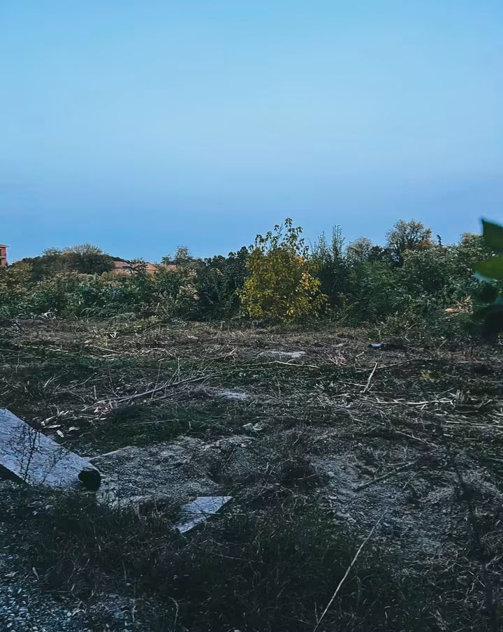 La politica suicida del taglio degli alberi: il caso Conad